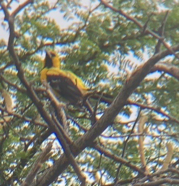 Yellow Oriole - Henri Biner