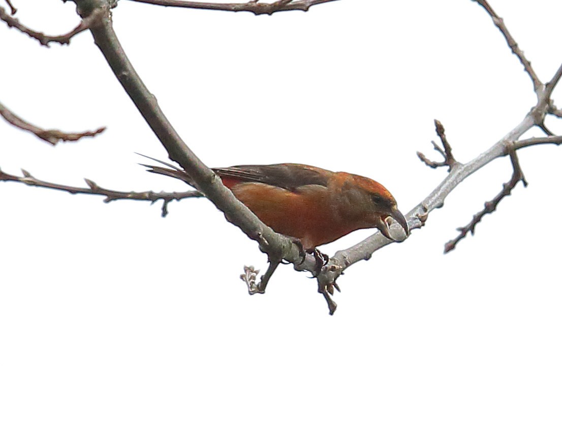 Red Crossbill - ML49661031