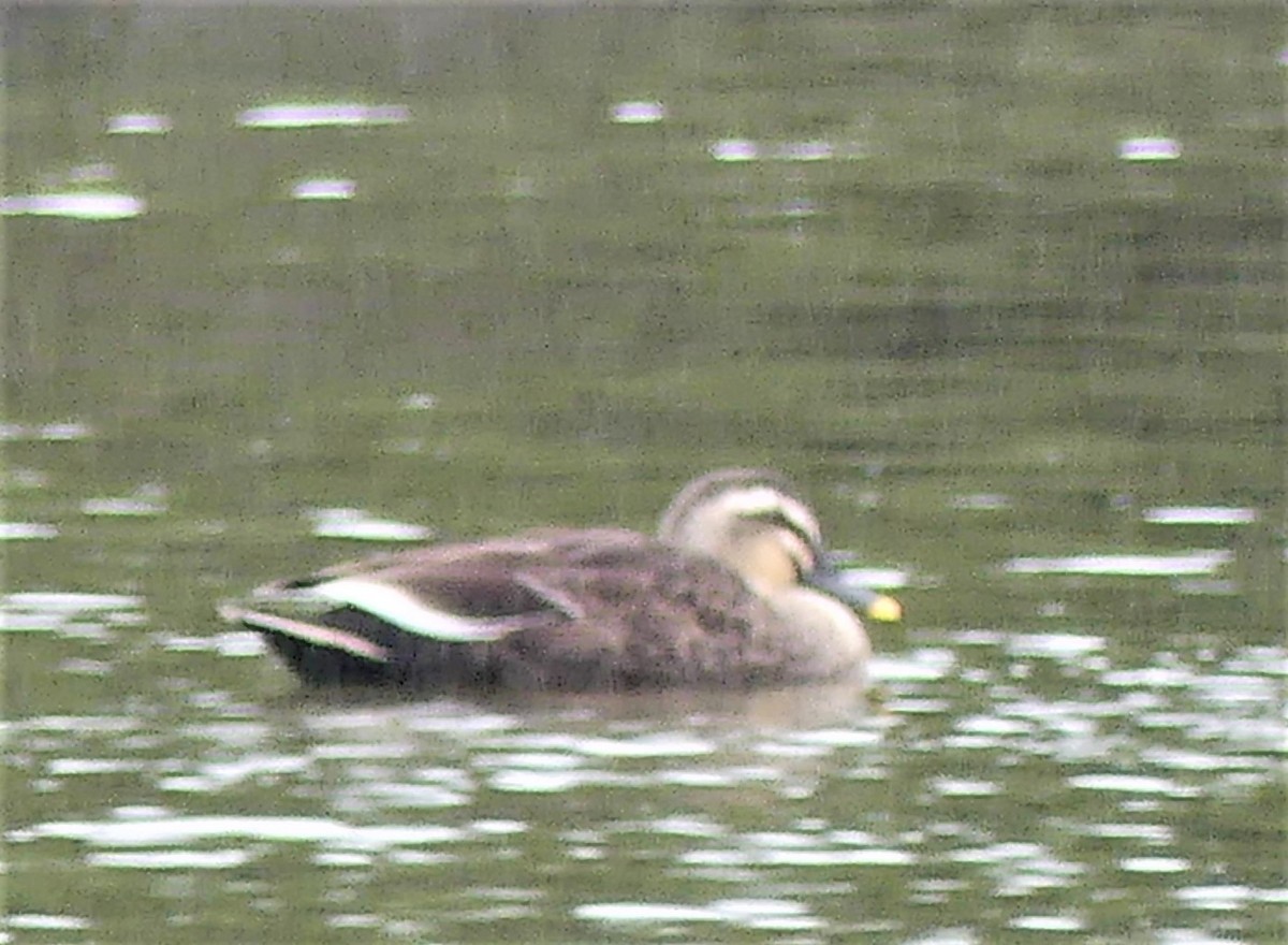 Eastern Spot-billed Duck - ML496610361