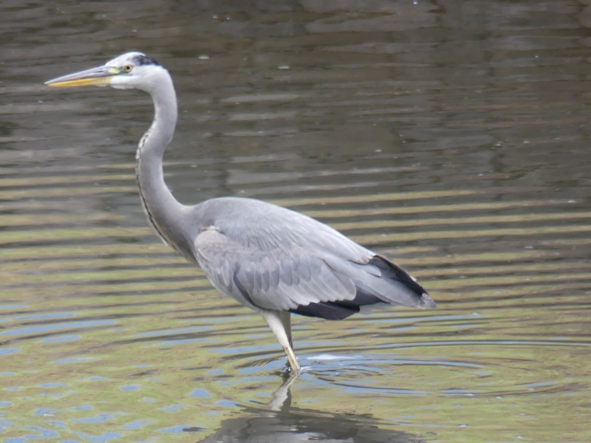 Gray Heron - ML496610441