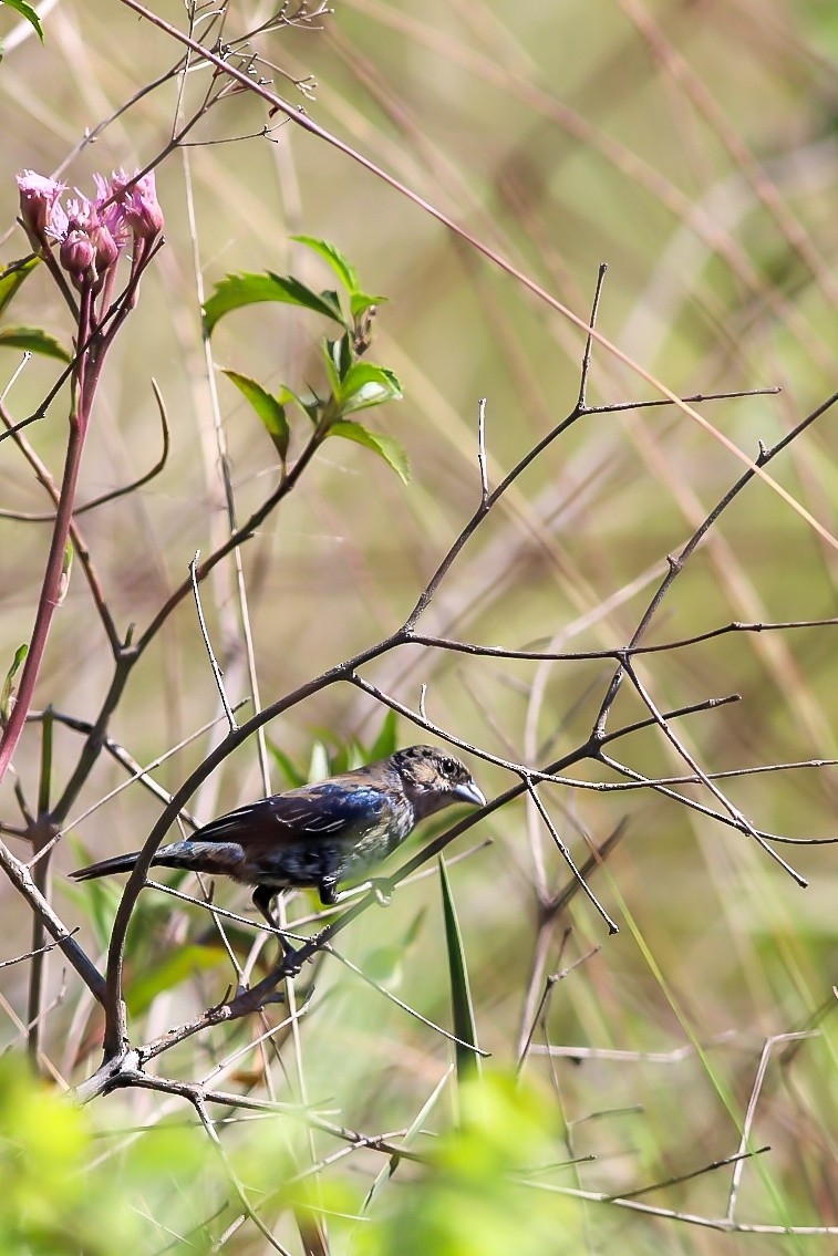 Blue-black Grassquit - Sergio  Galeano CON