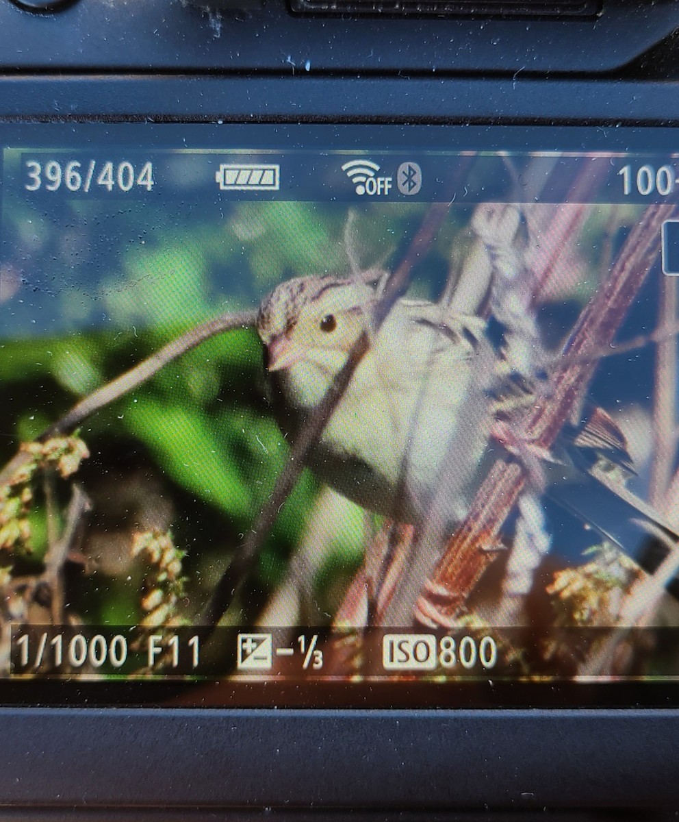 Clay-colored Sparrow - ML496610751