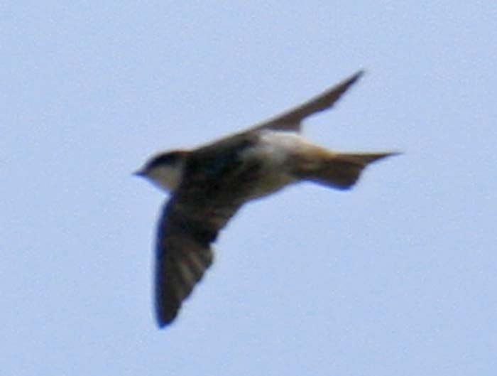 Tumbes Swallow - Martin Reid