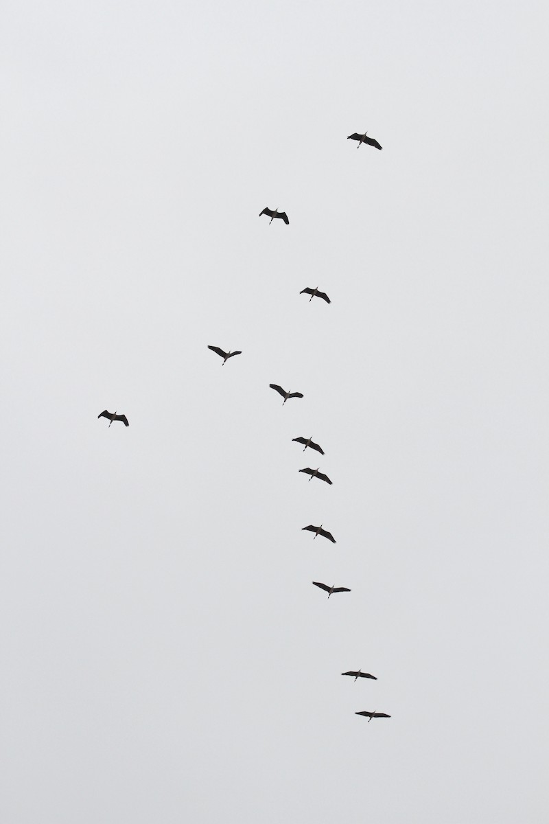 Gray Heron - ML496611721