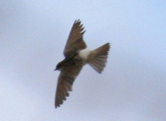 Tumbes Swallow - Martin Reid