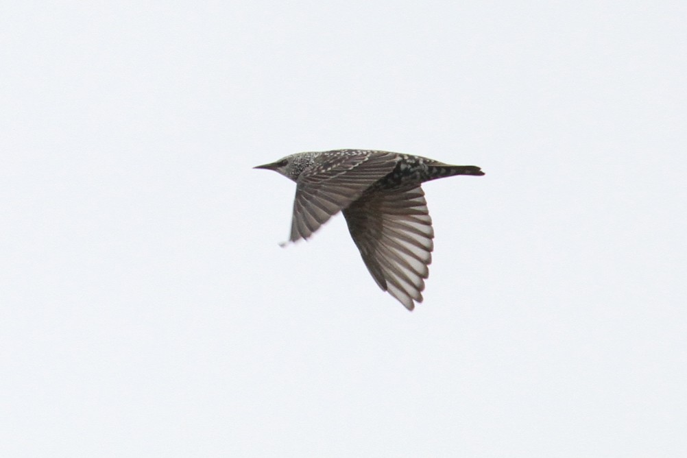 European Starling - ML496611831