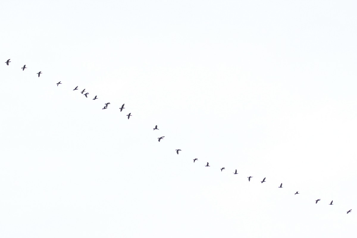 Great Cormorant - ML496611871