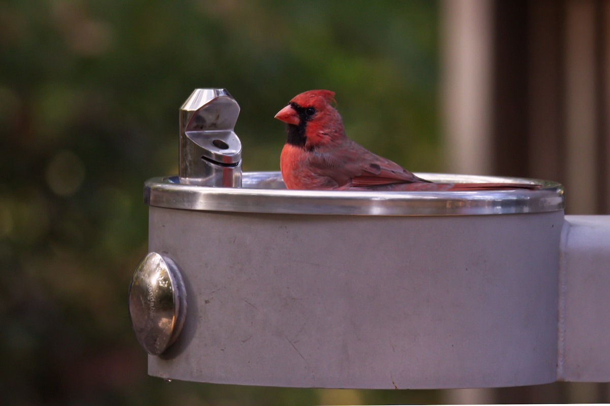 Northern Cardinal - ML496612211