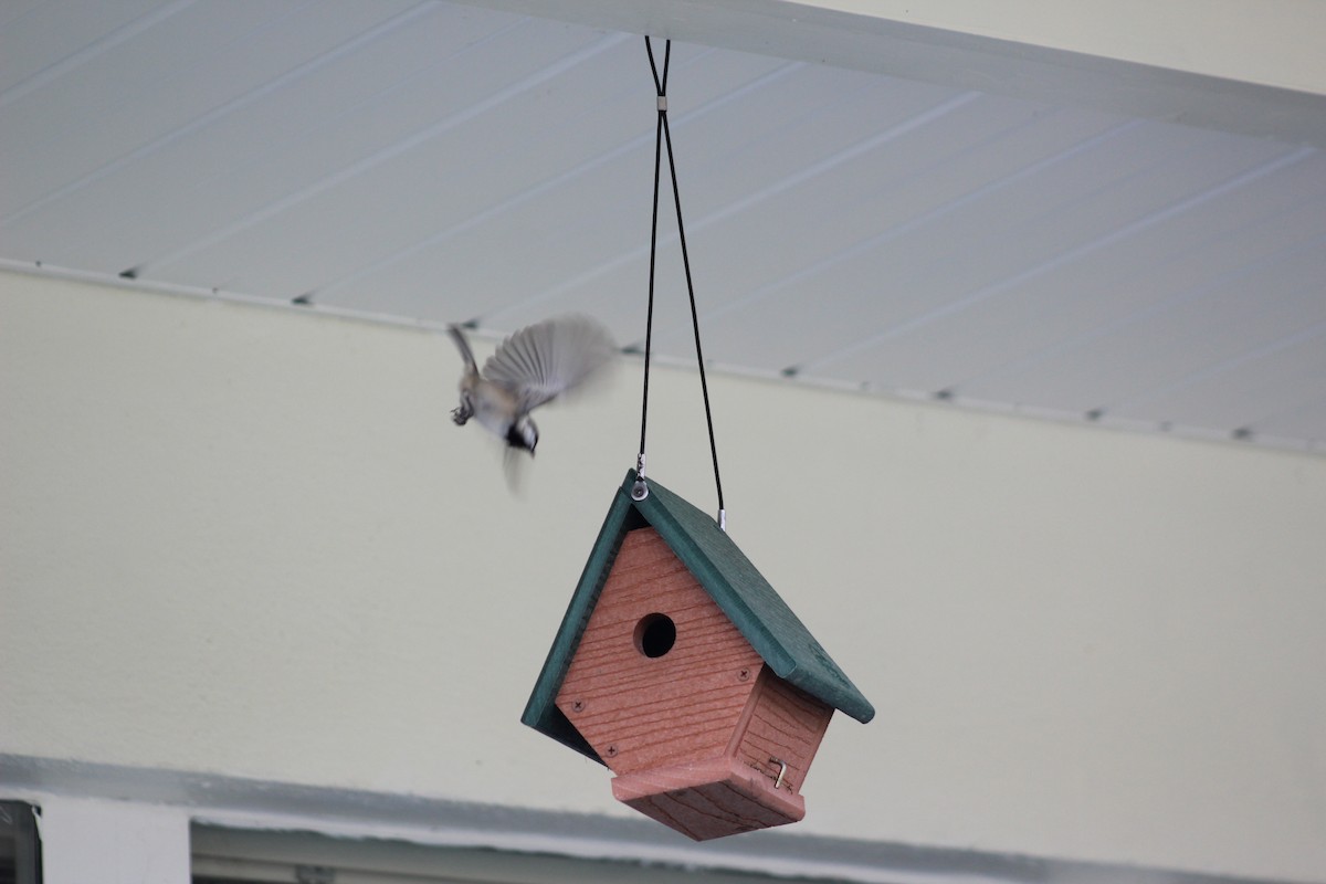 Carolina Chickadee - ML49661241