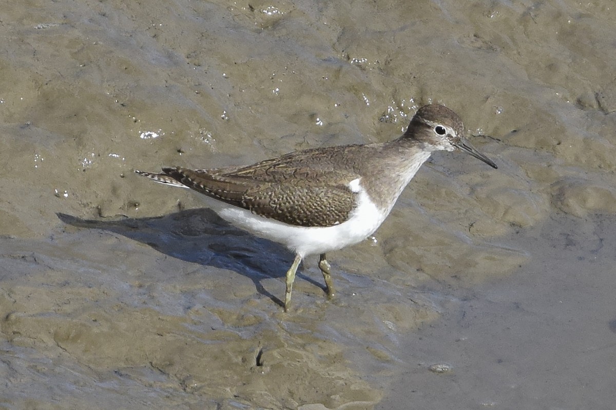 Common Sandpiper - Bruno Santos