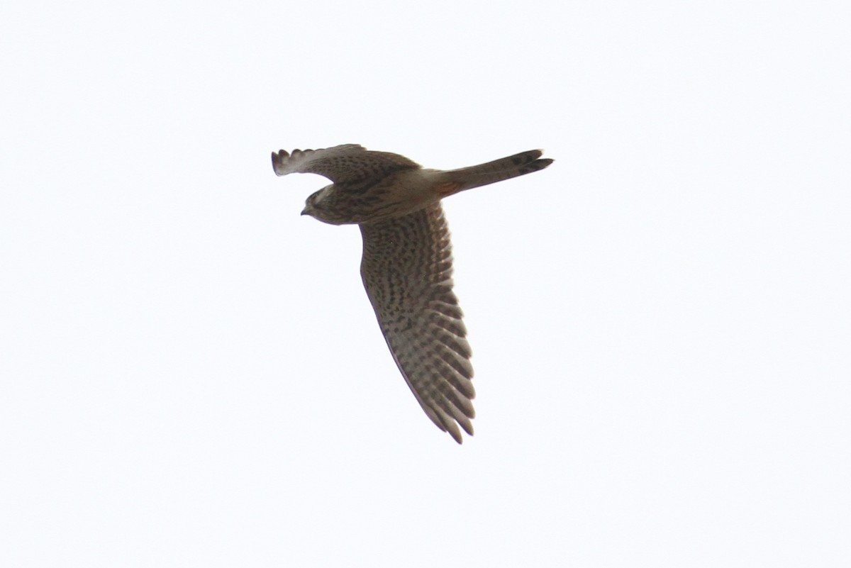 Eurasian Kestrel - ML496612491