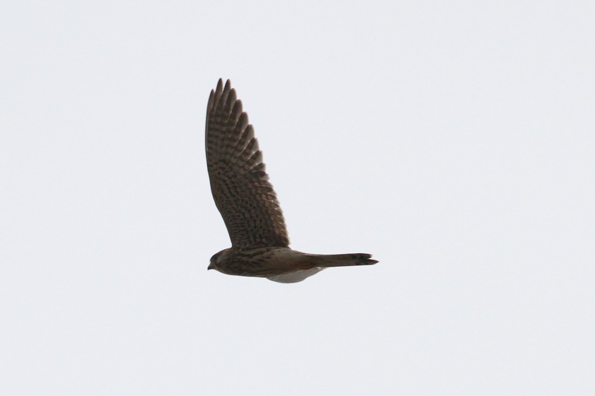Eurasian Kestrel - ML496612501