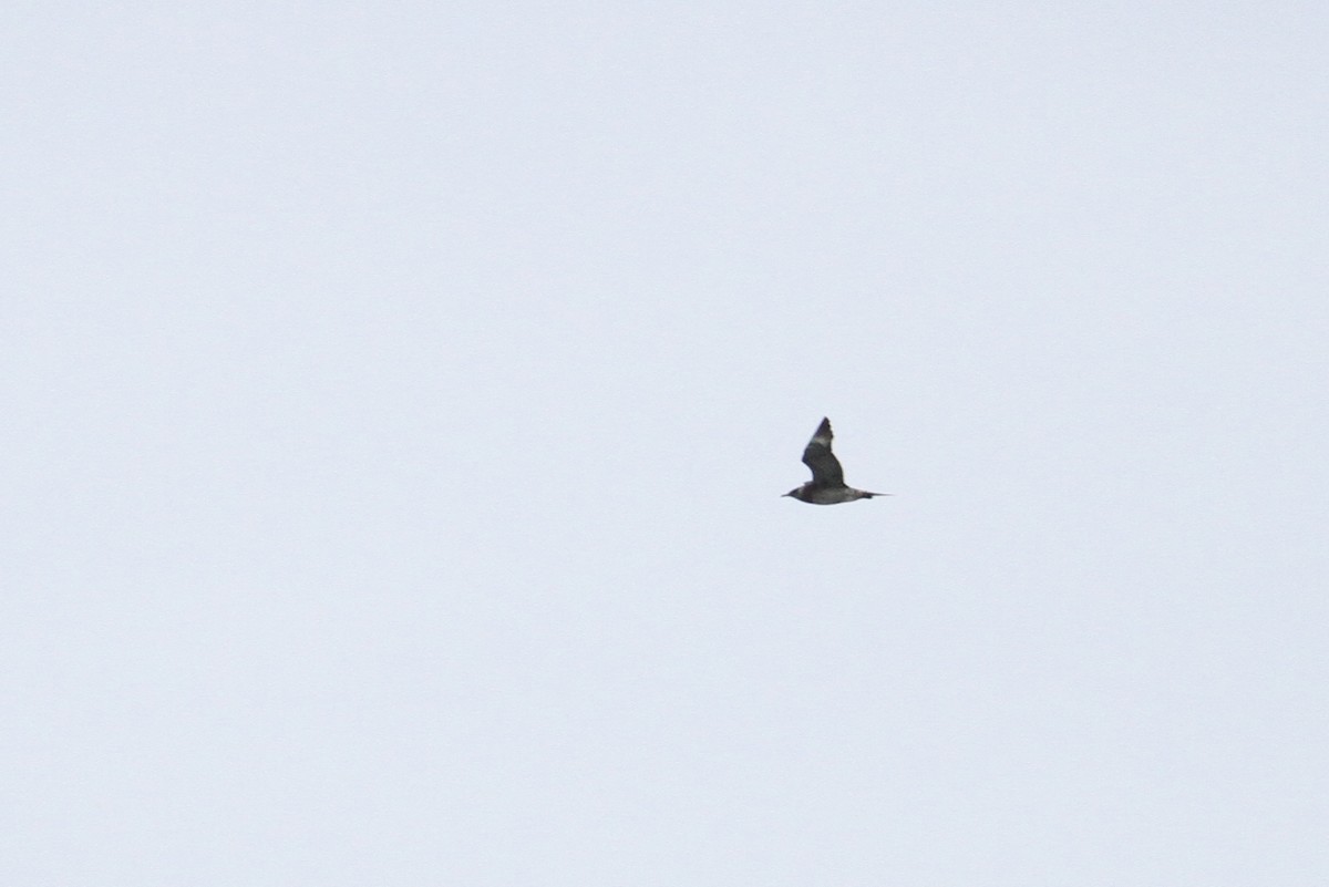 Parasitic Jaeger - ML496612711