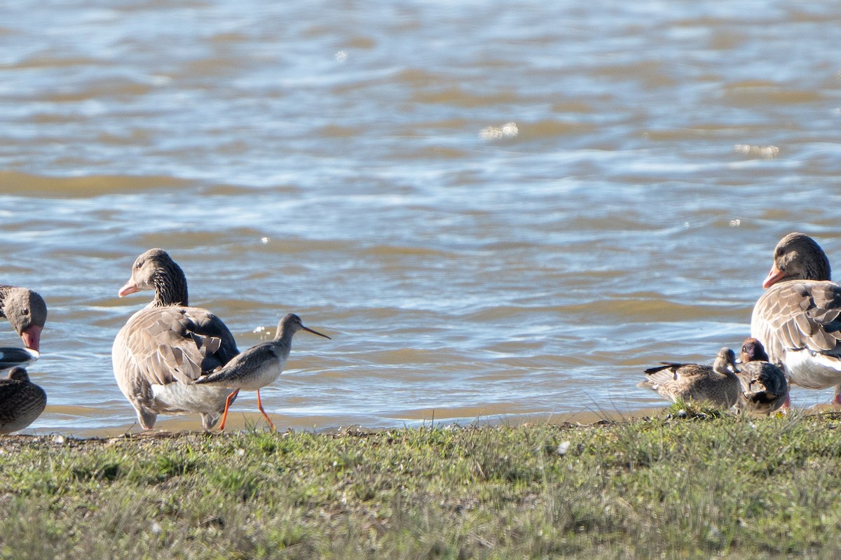 Spotted Redshank - ML496612881