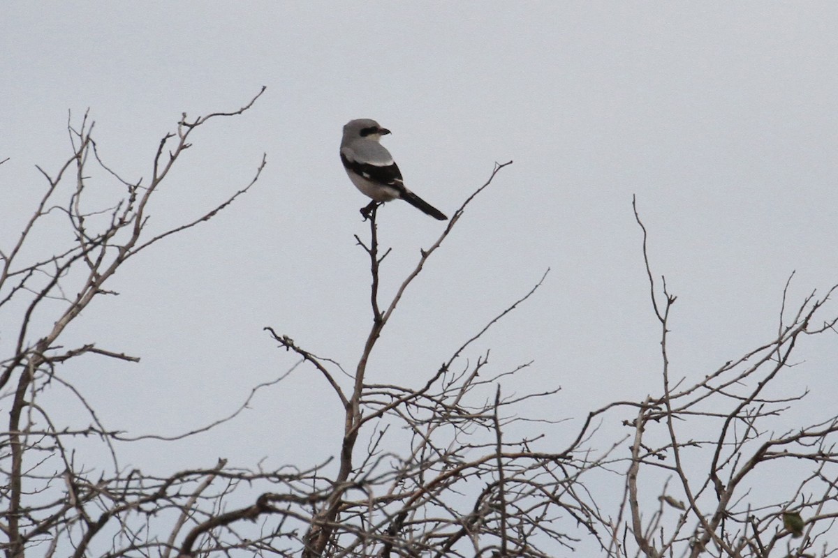 Büyük Örümcekkuşu - ML496612901