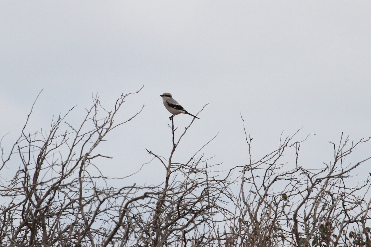 Үнсэн дунхай - ML496612911