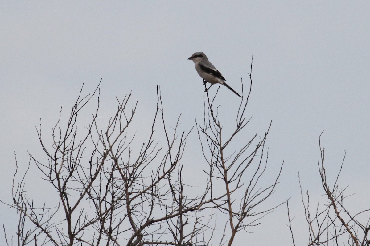 Үнсэн дунхай - ML496612921