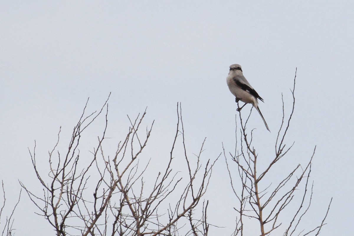 Үнсэн дунхай - ML496612931