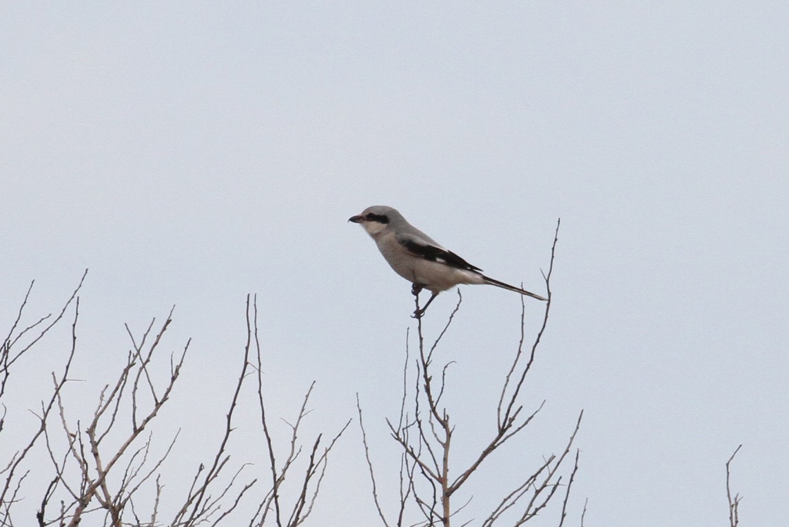 Үнсэн дунхай - ML496612941