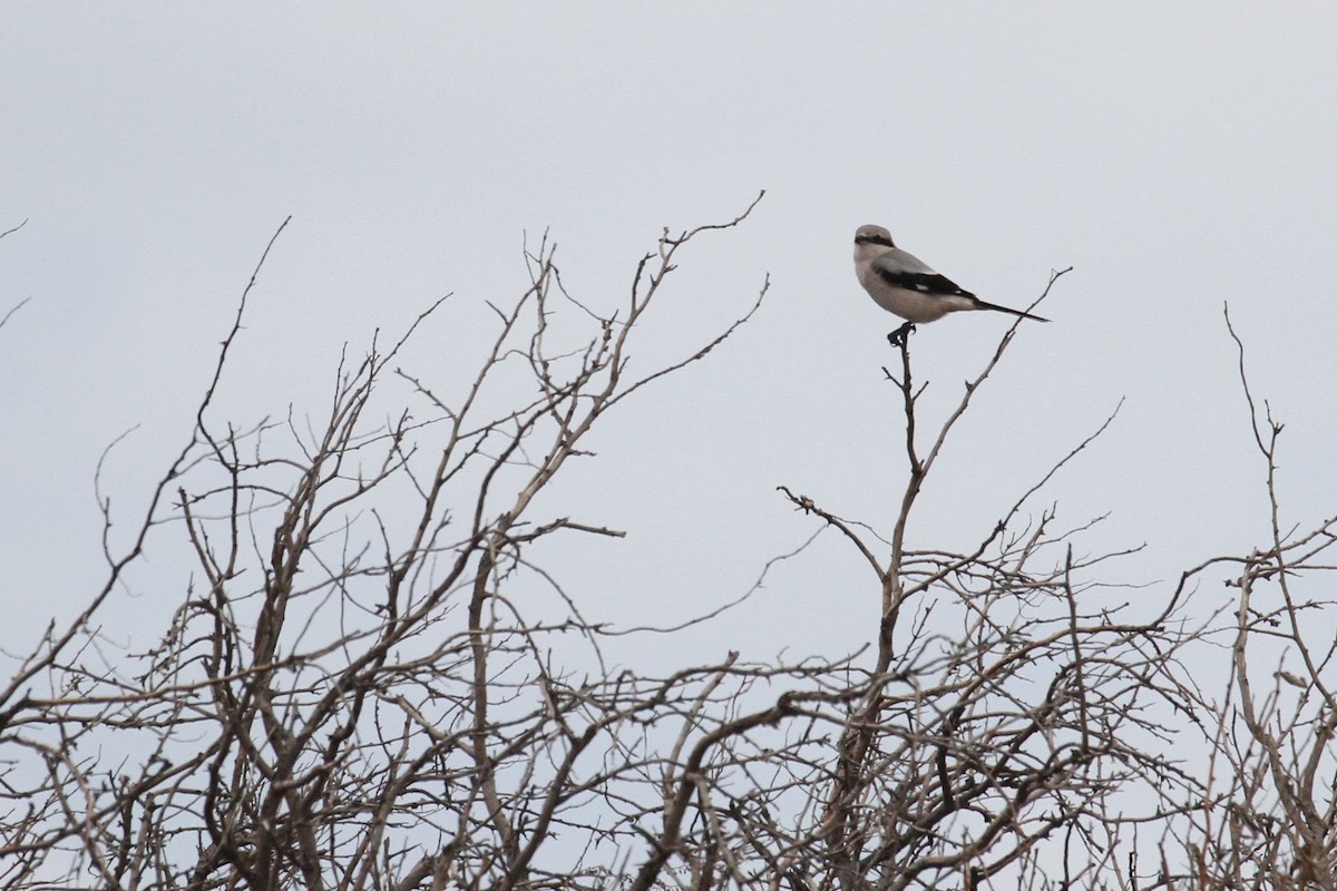 Үнсэн дунхай - ML496612951