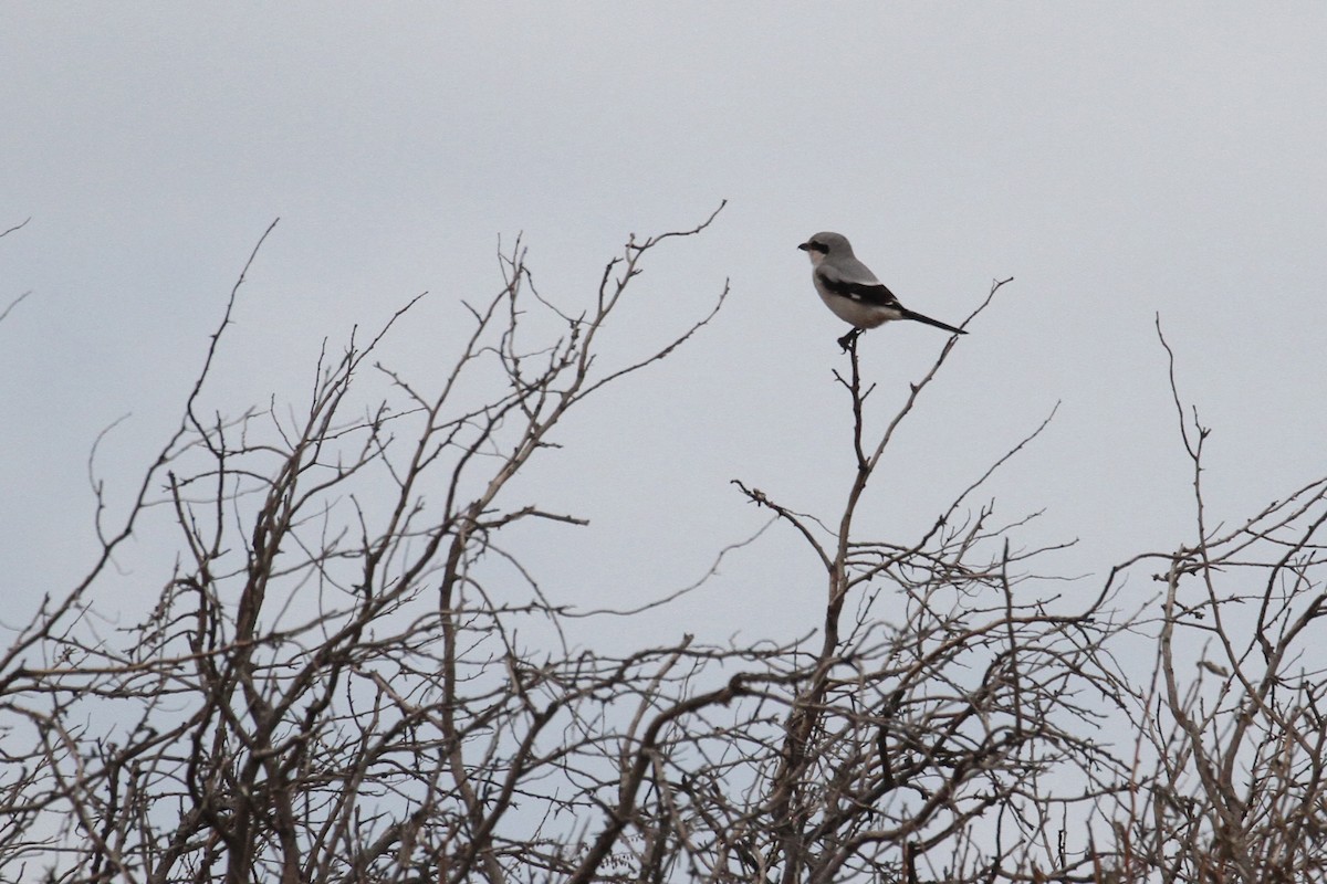 Үнсэн дунхай - ML496612961