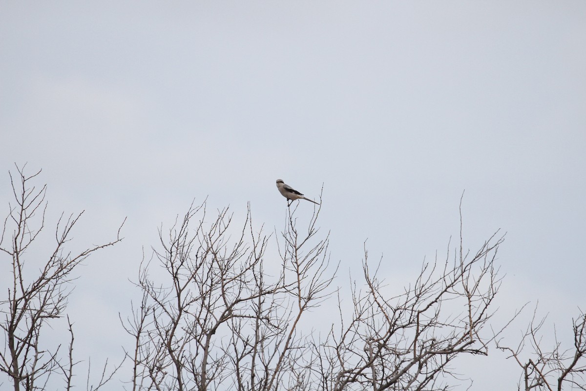 Үнсэн дунхай - ML496612971