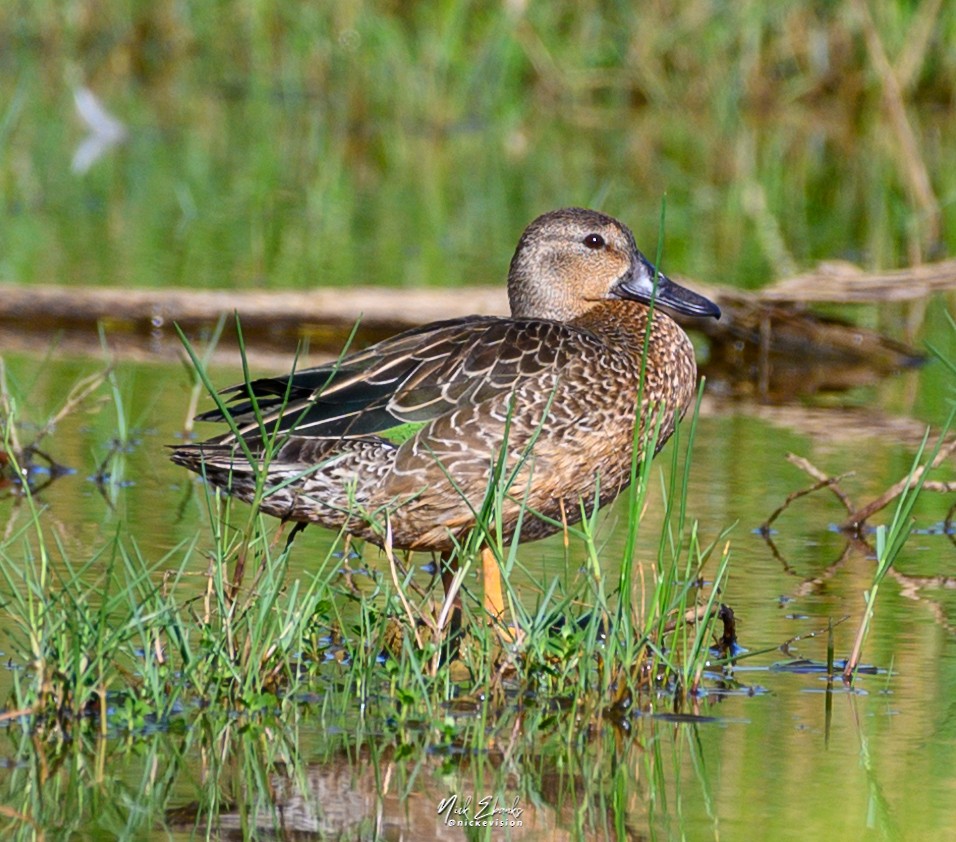 Blue-winged Teal - ML496613291