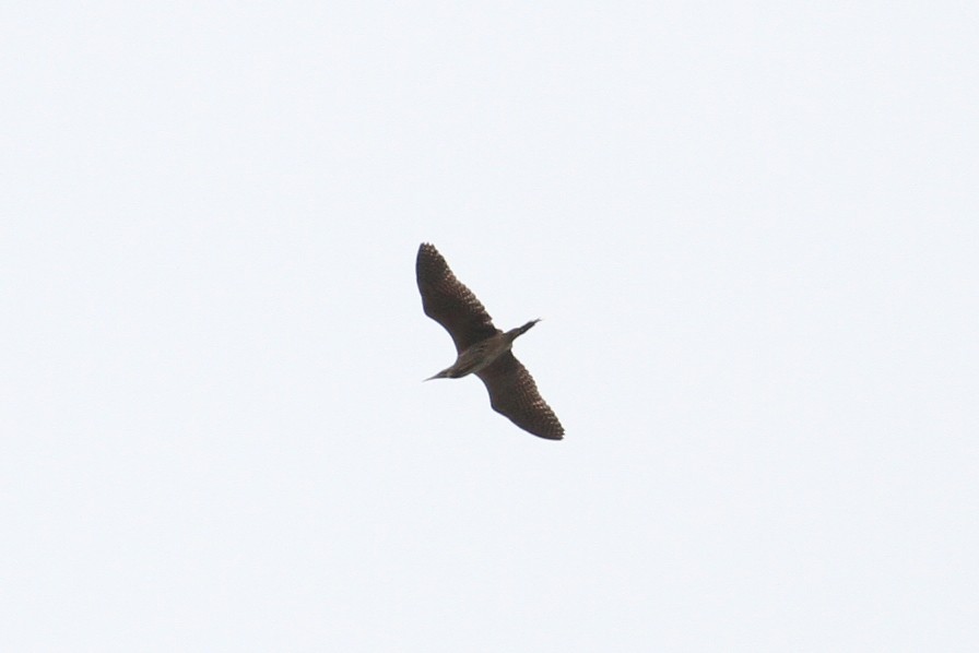 Eurasian Bittern - ML496613421