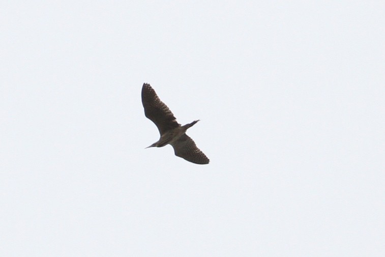 Eurasian Bittern - ML496613431