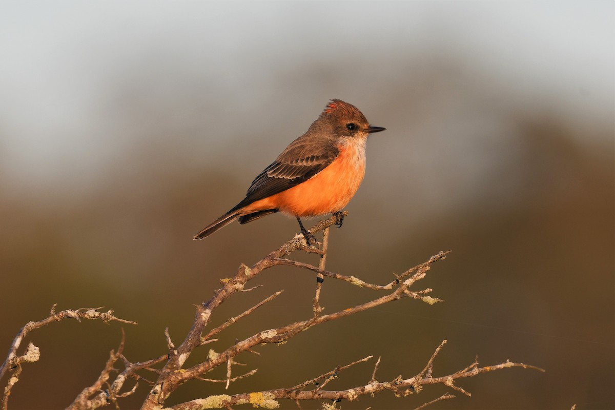 Vermilion Flycatcher - ML496613571