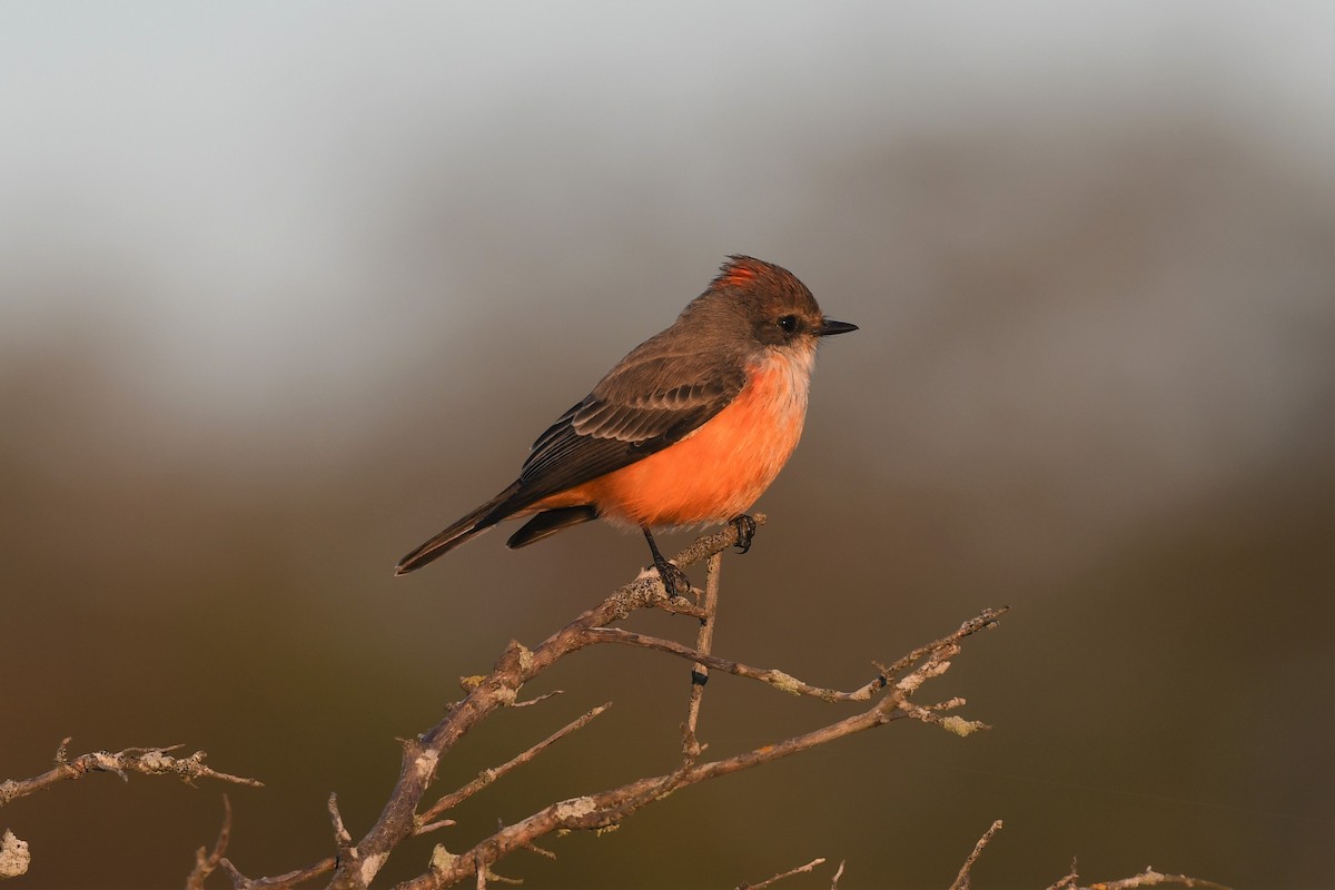 Vermilion Flycatcher - ML496613581