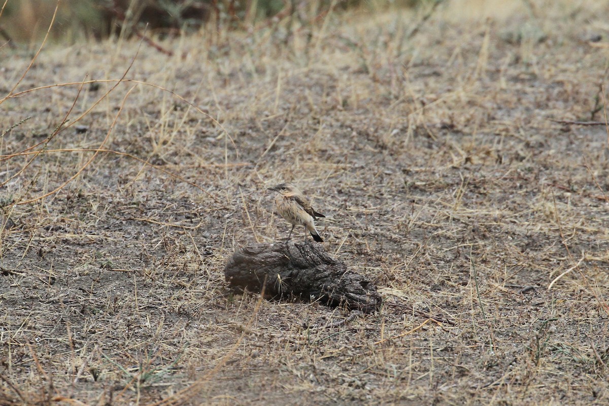 Northern Wheatear - ML496613611