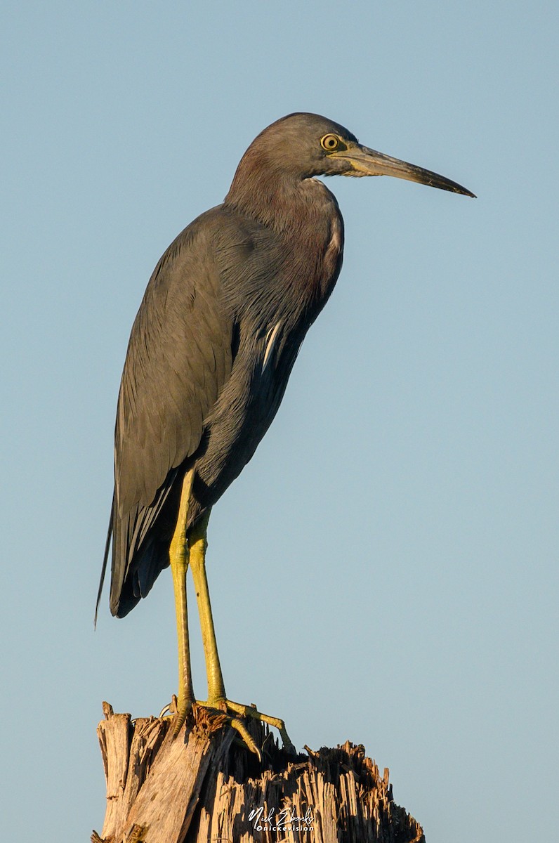 Little Blue Heron - Nick Ebanks