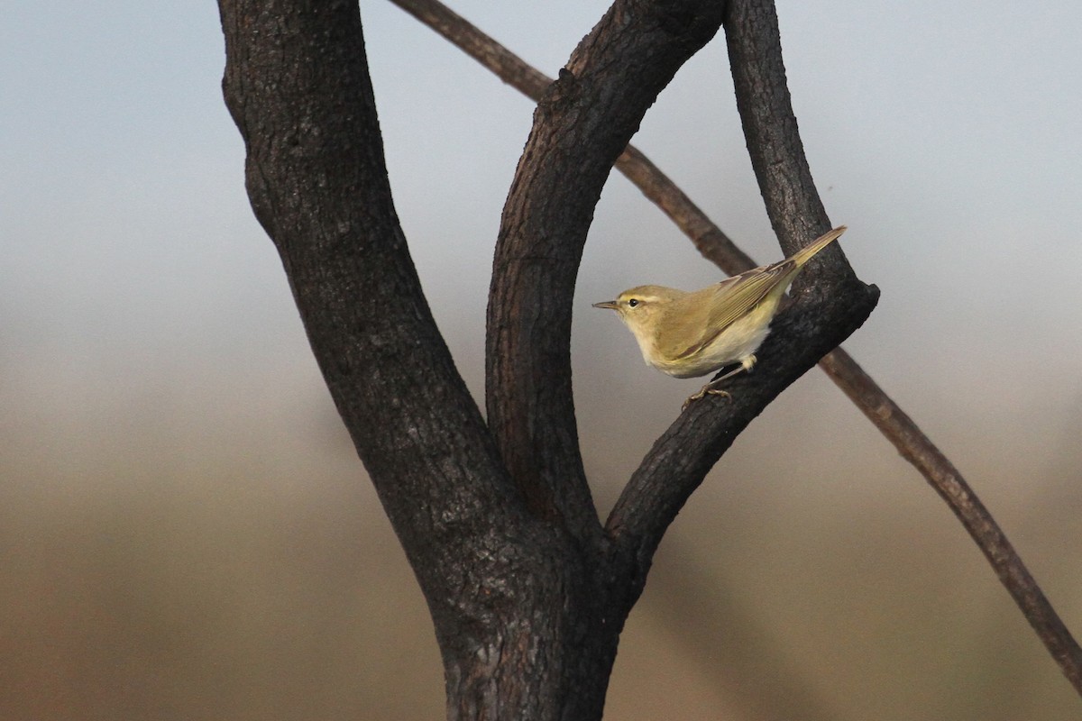 Common Chiffchaff - ML496614431