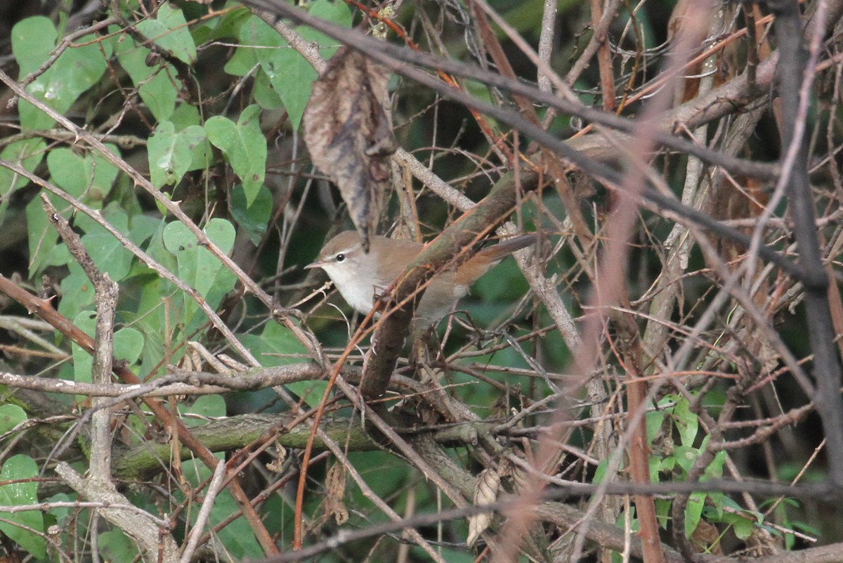 Cetti's Warbler - ML496614721