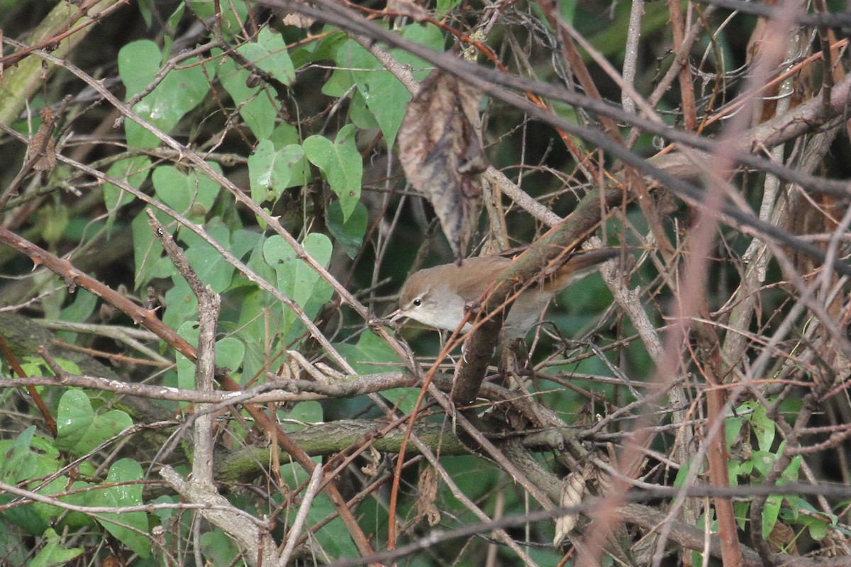 Cetti's Warbler - ML496614731