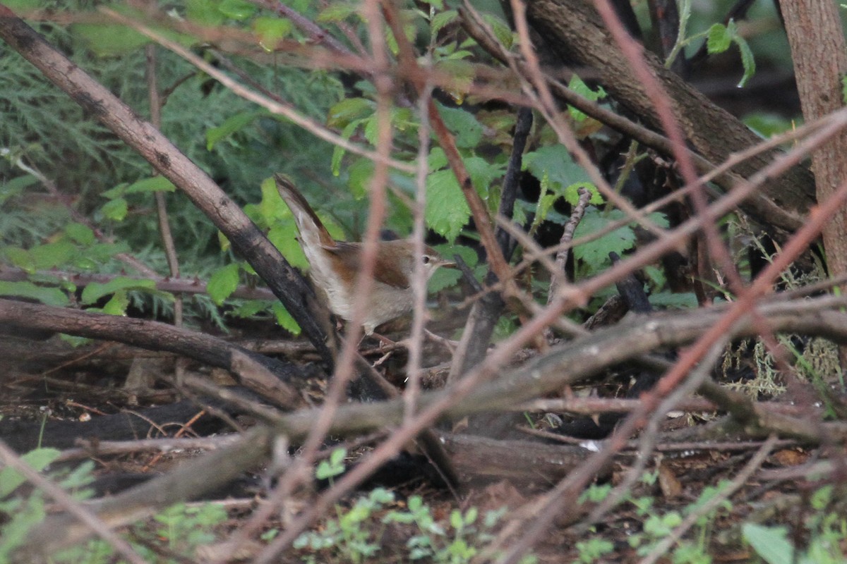 Cetti's Warbler - ML496614741