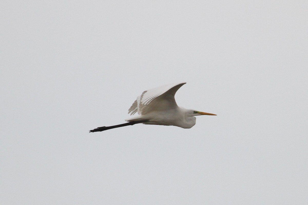 Great Egret - ML496614921