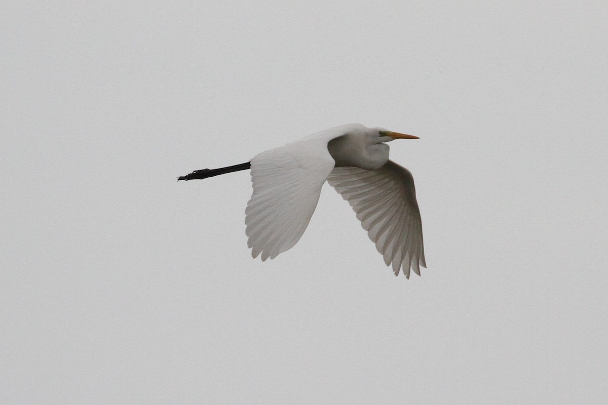 Great Egret - ML496614931