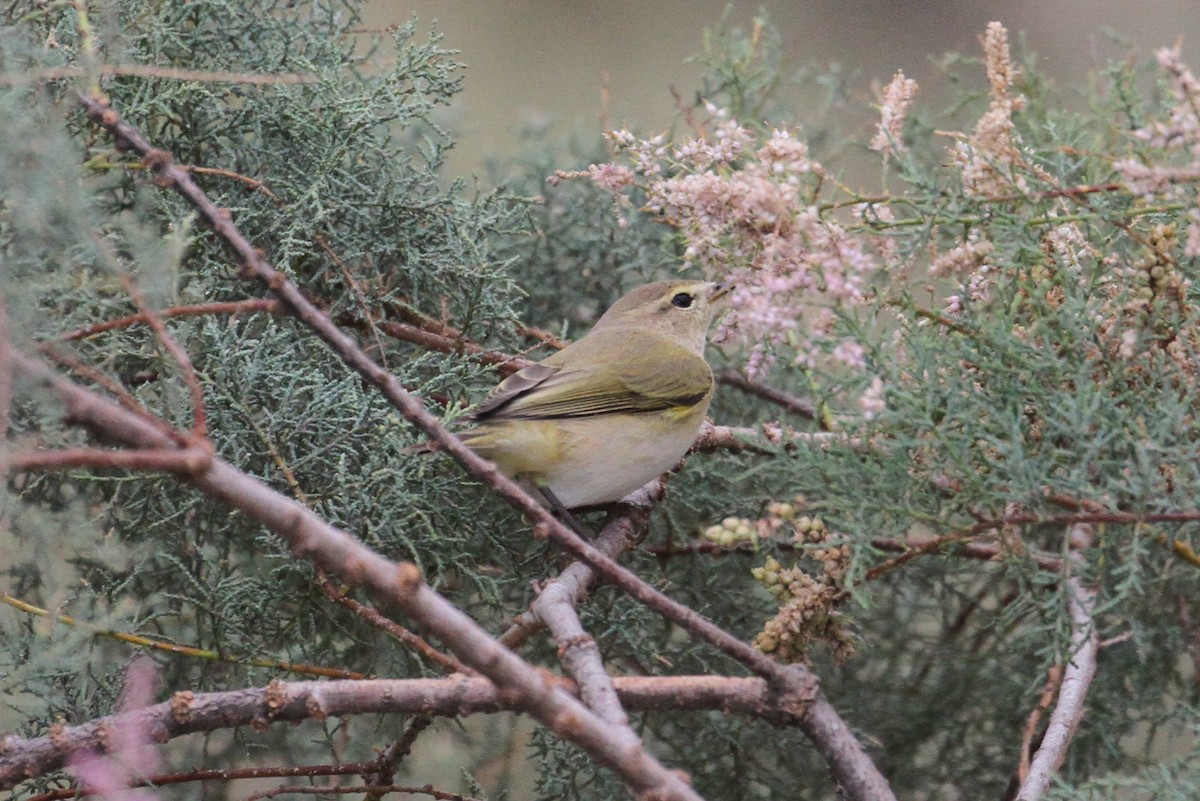 Common Chiffchaff - Oscar Campbell