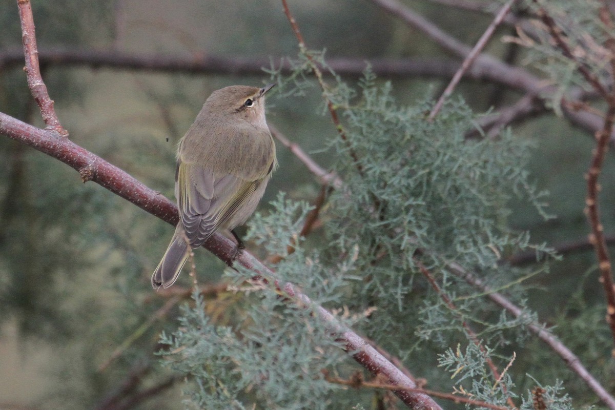 Common Chiffchaff - Oscar Campbell