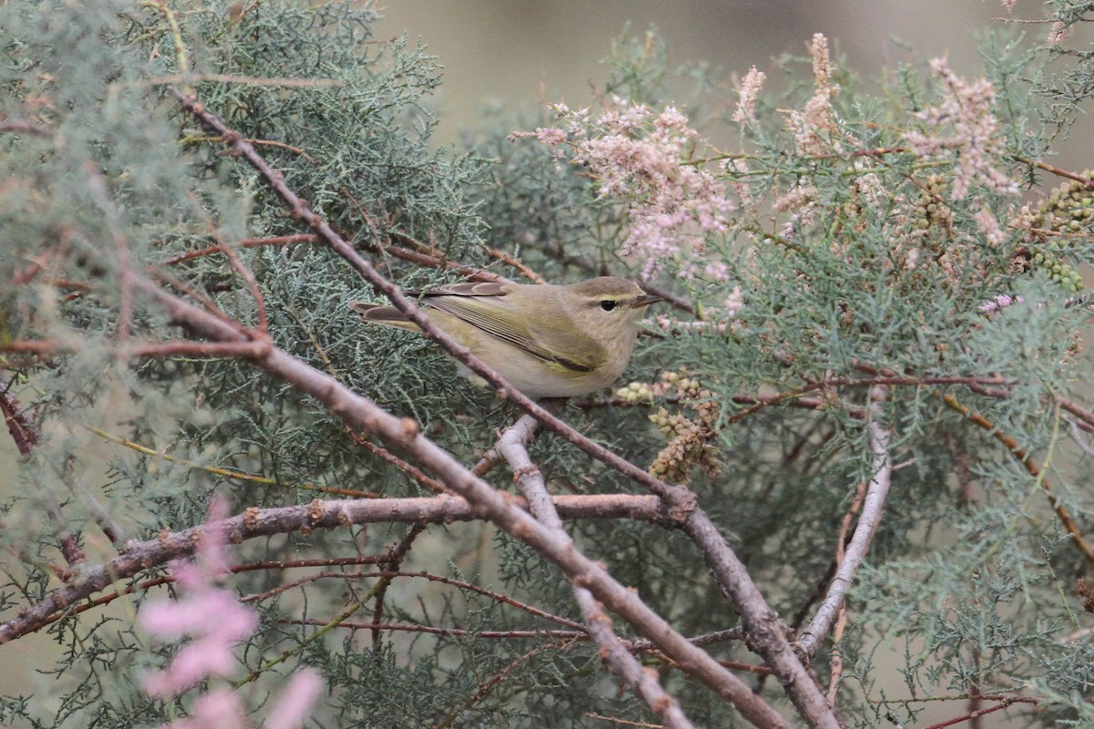 Common Chiffchaff - Oscar Campbell