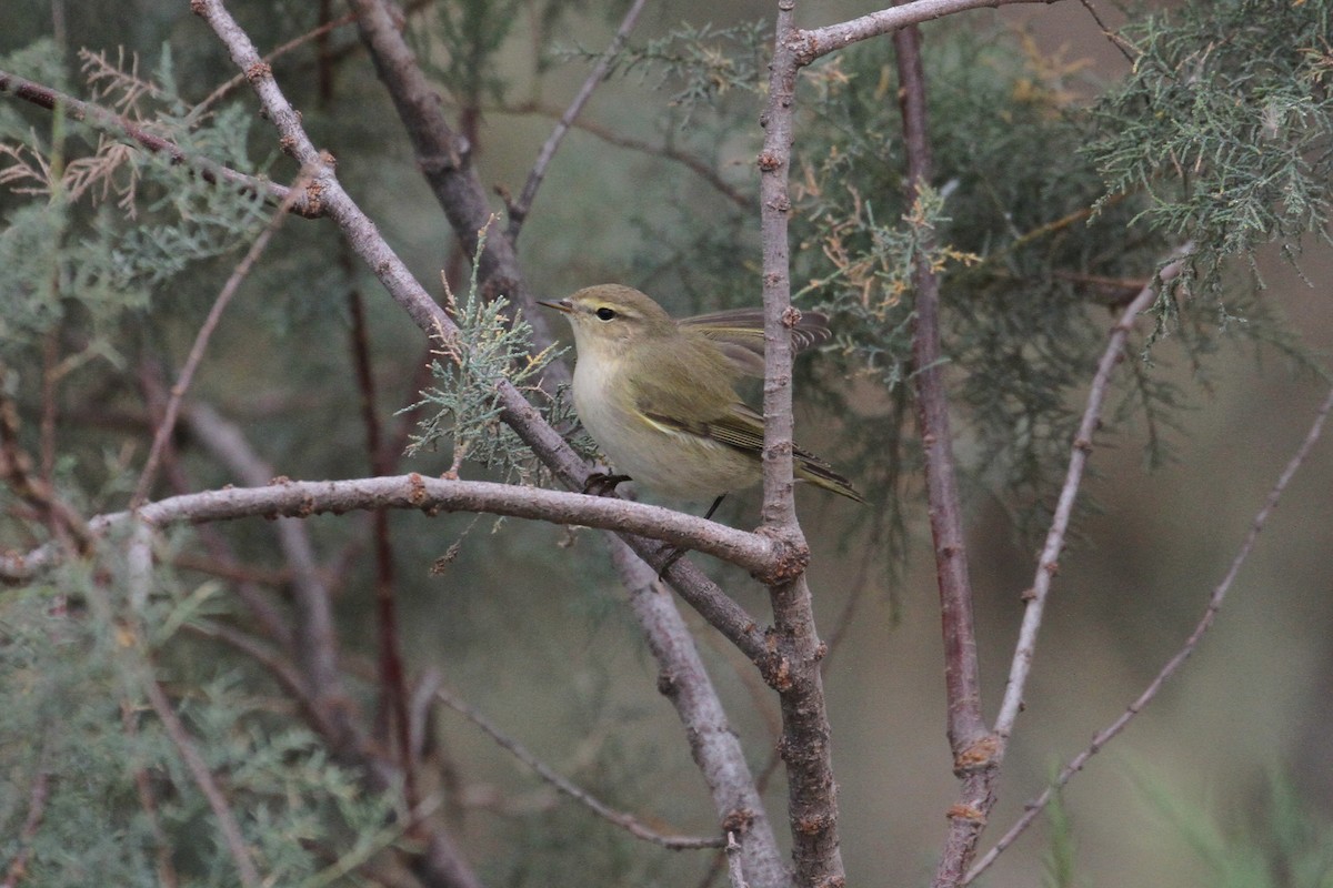 Common Chiffchaff - Oscar Campbell