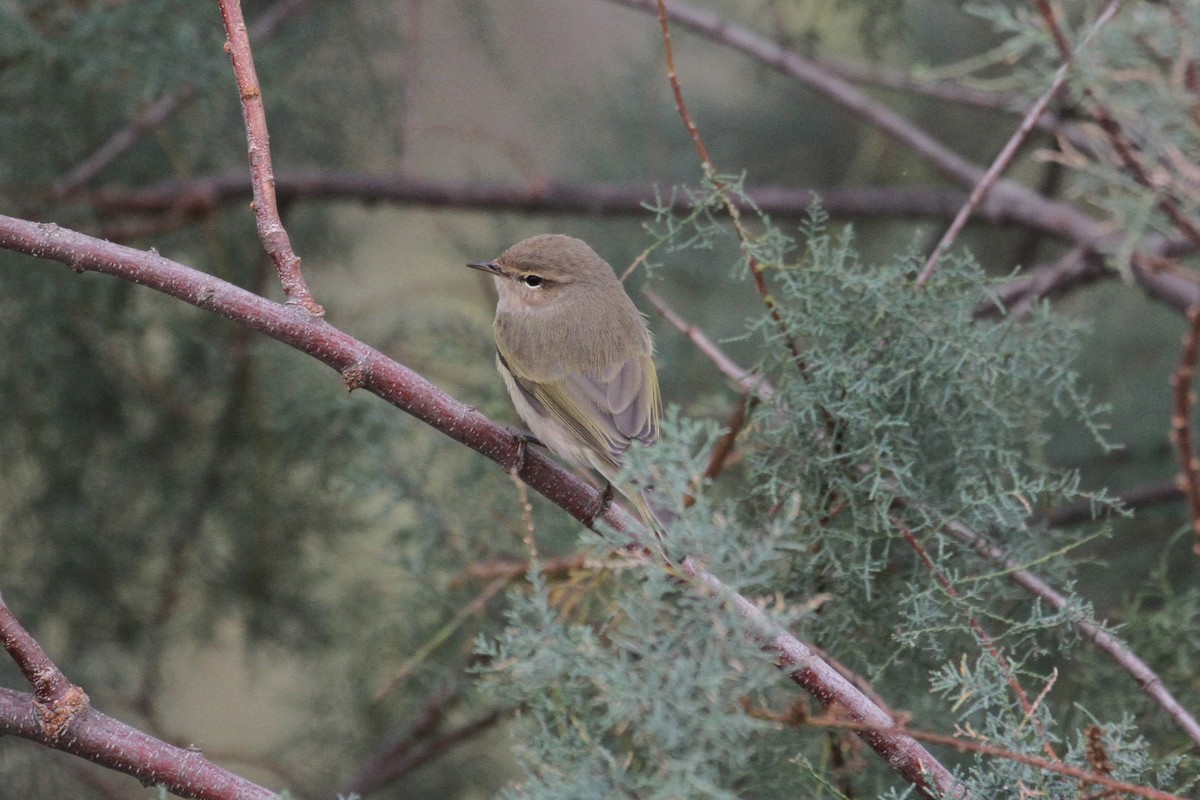 Common Chiffchaff - Oscar Campbell