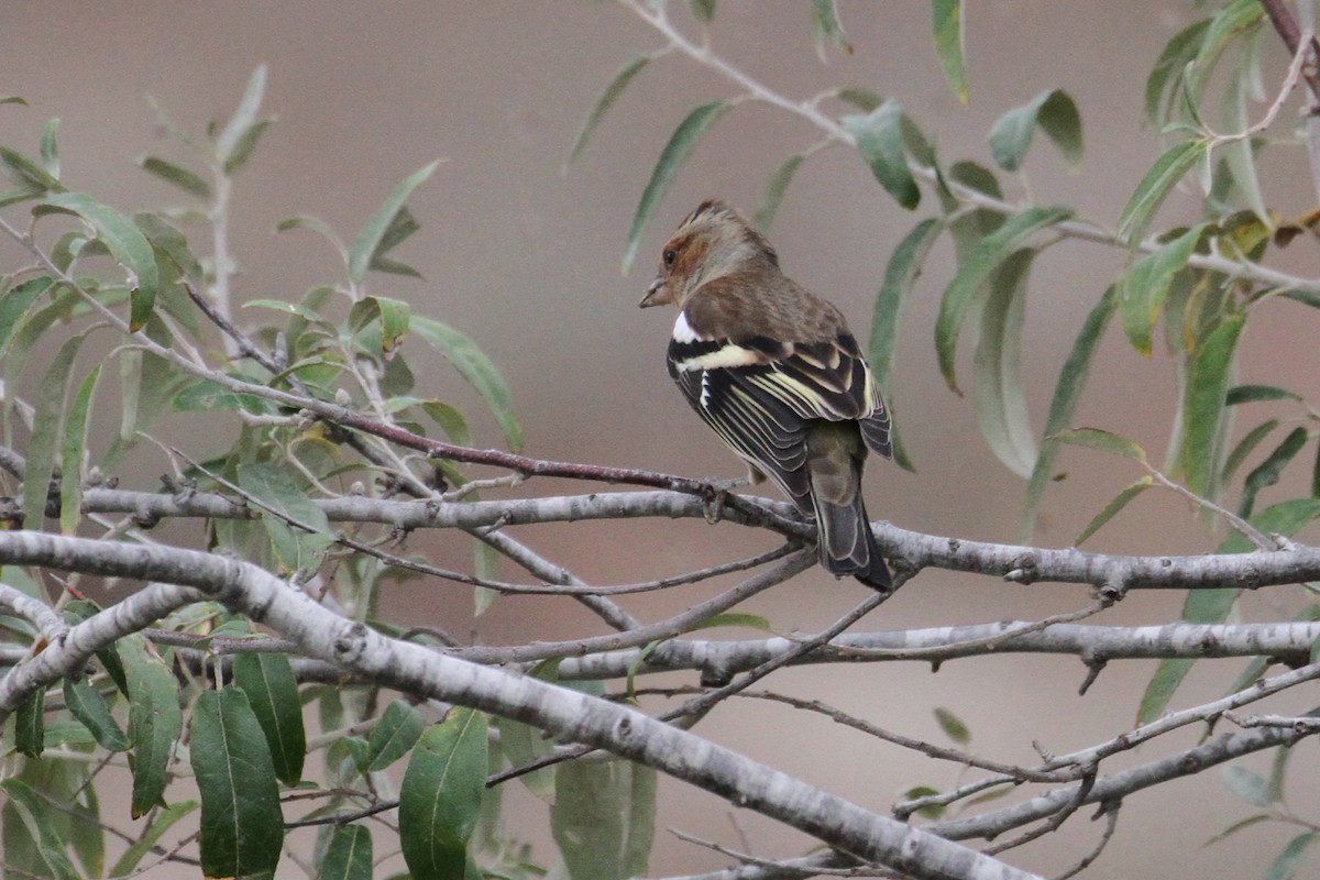 Common Chaffinch - ML496615271