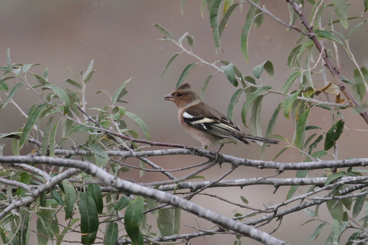 Common Chaffinch - ML496615281