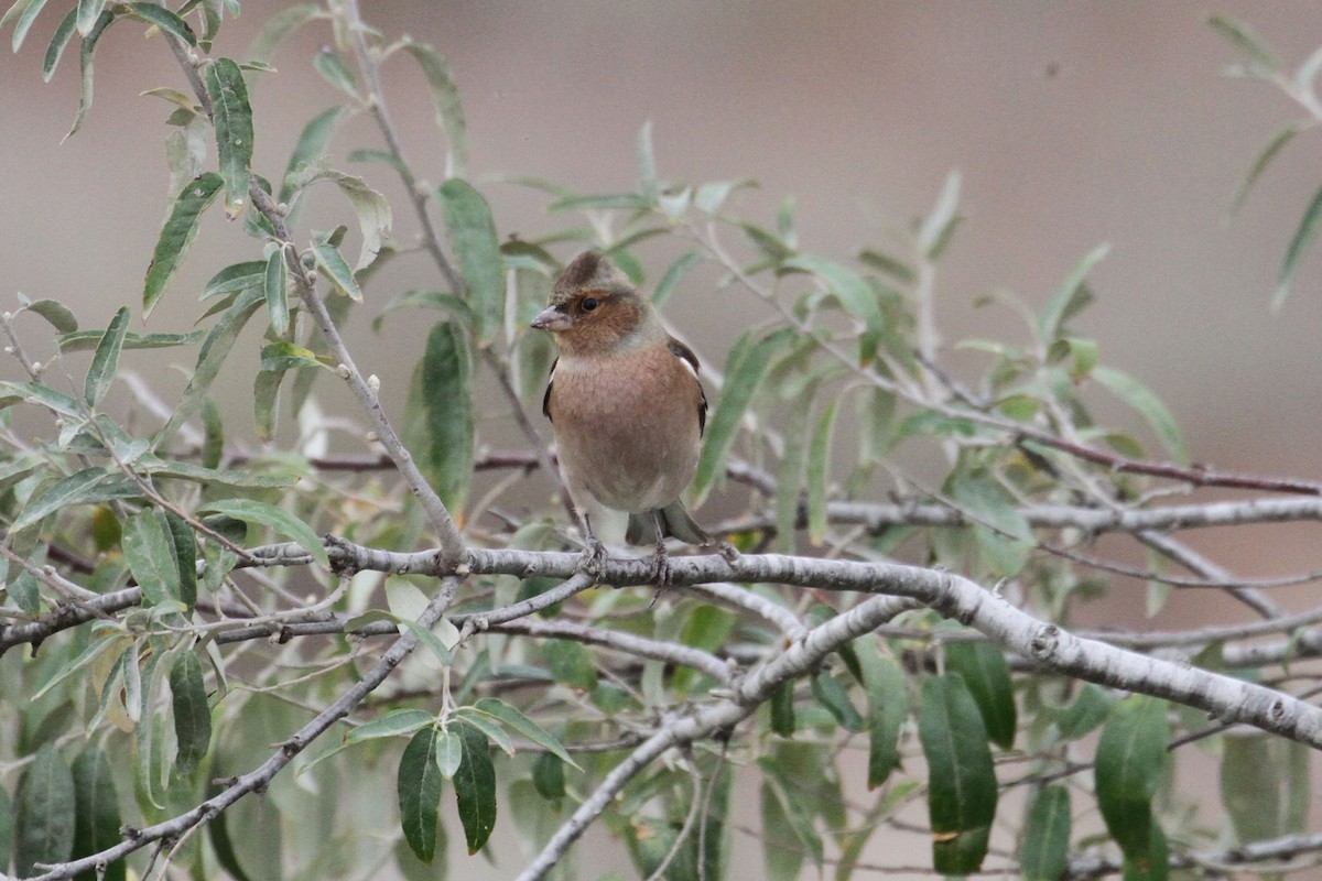 Common Chaffinch - ML496615291