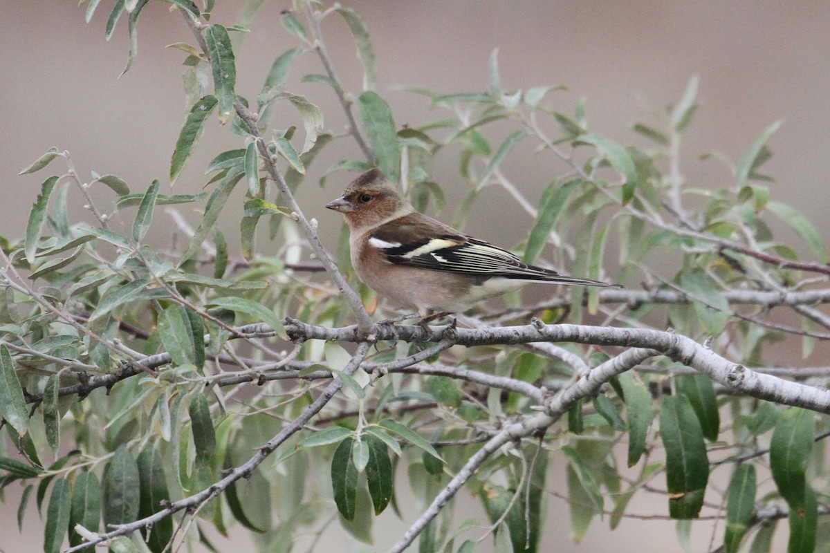 Common Chaffinch - Oscar Campbell