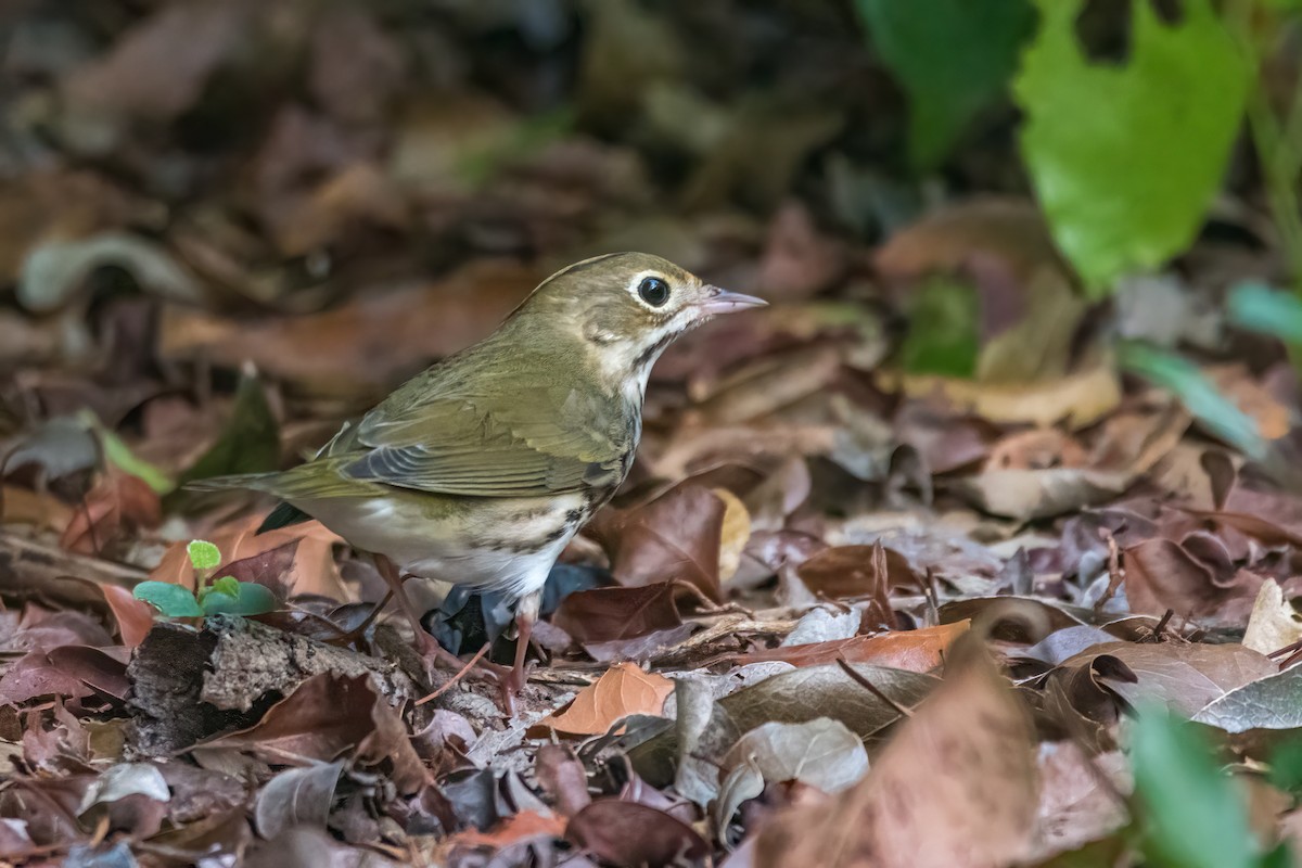Ovenbird - ML496615901
