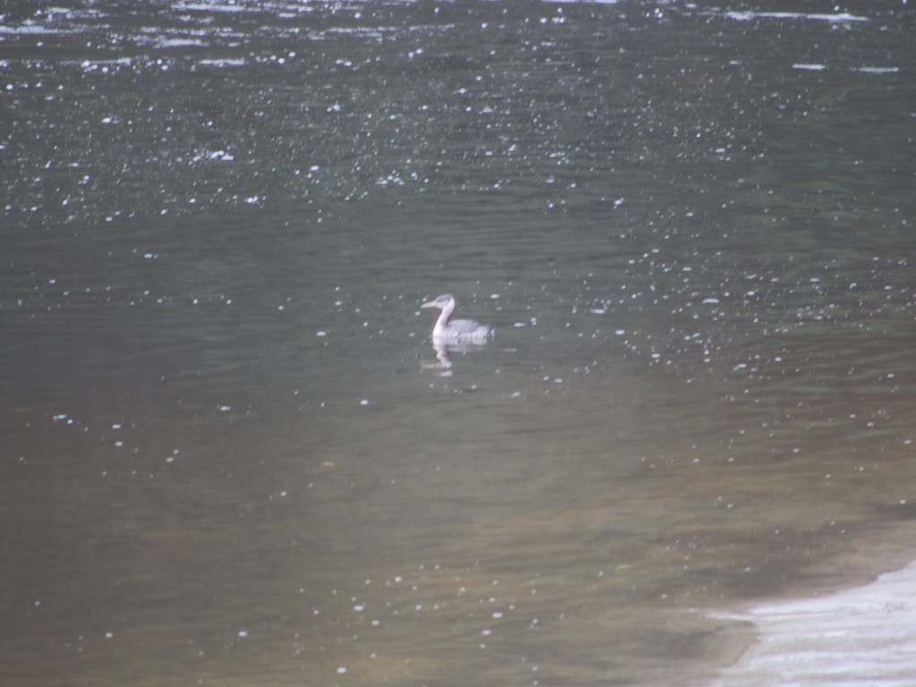 Red-necked Grebe - ML496616511